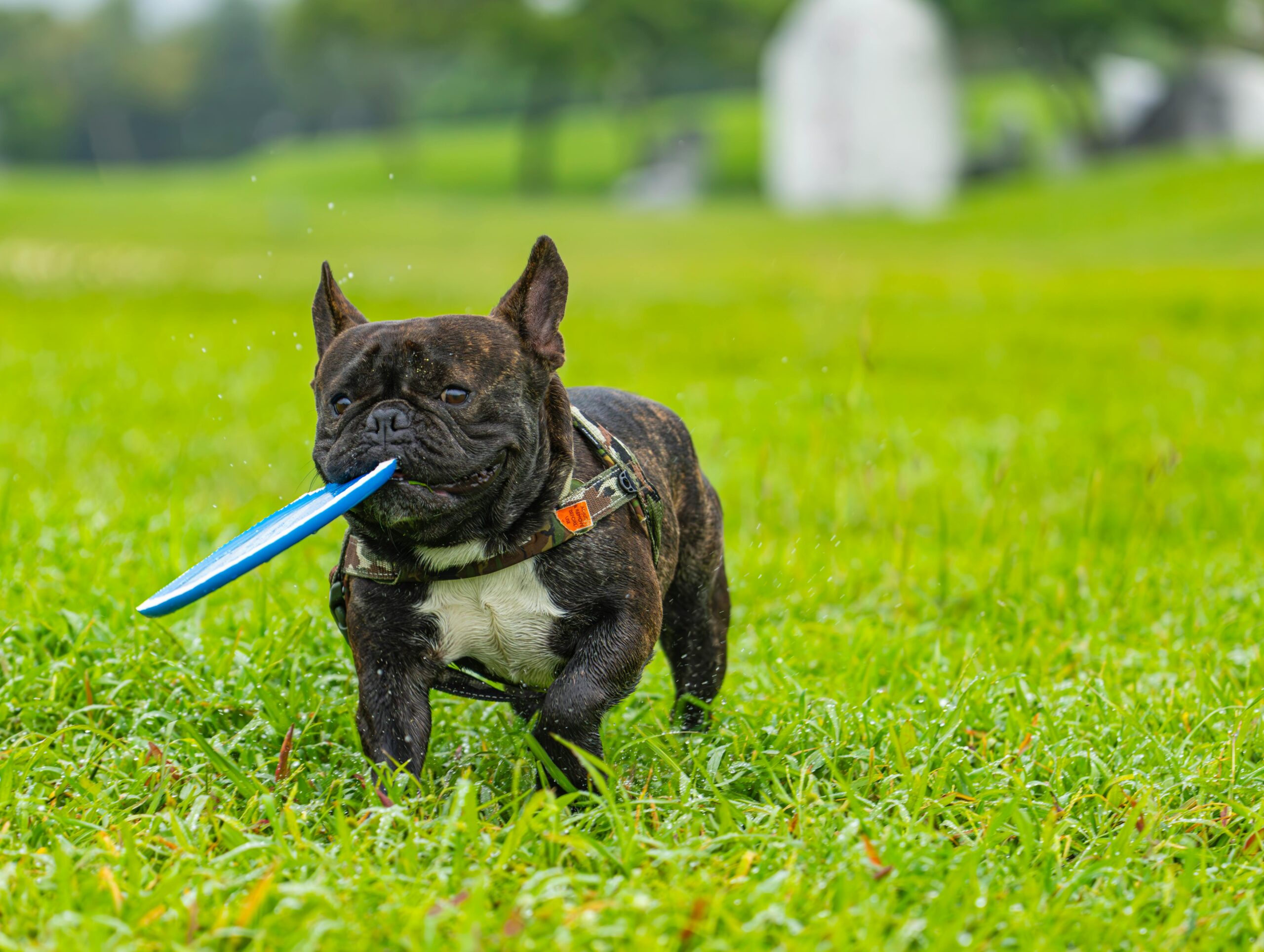 Bulldog playing with frisbee in park showing, How to teach a puppy to play fetch