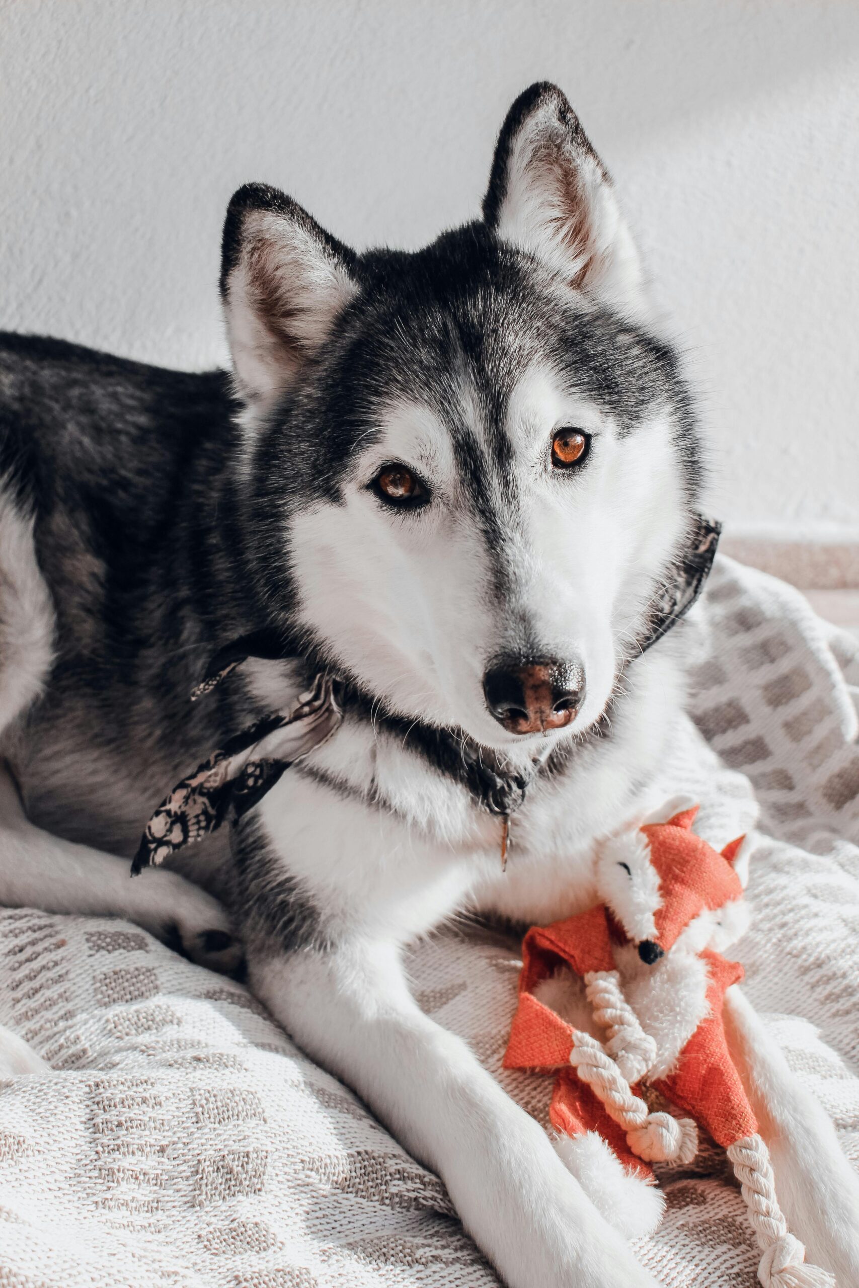 Husky with a toy presenting what is concept dog training