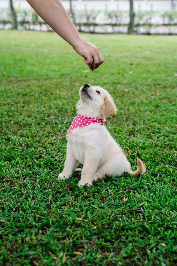 Person feeding a Golden Retriever puppy