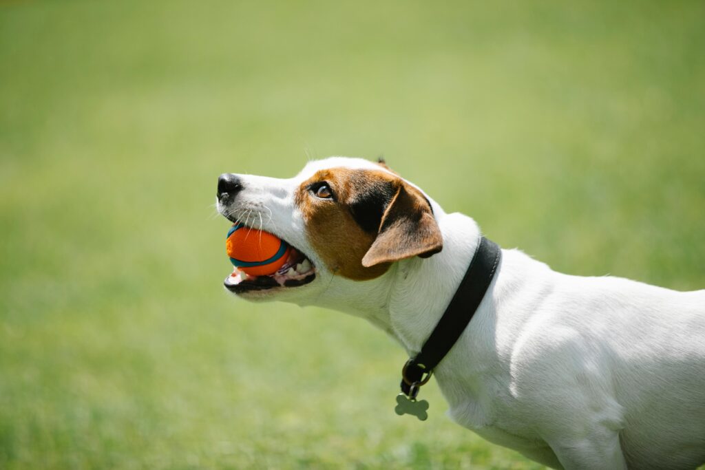 Dog in black collar with ball in teeth.