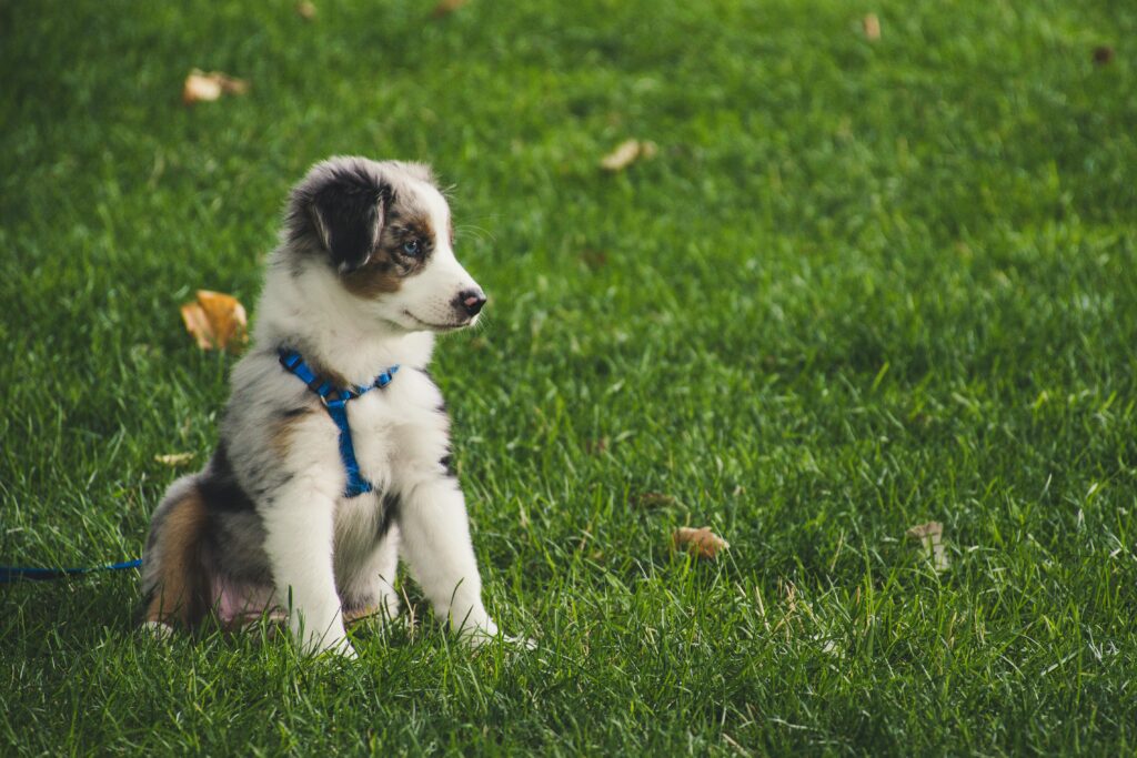 gray australian german shepherd puppy sitting on grass field