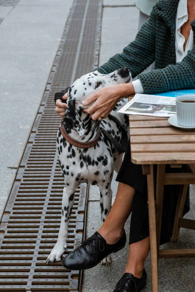 Dalmatian dog sitting on brown wooden bench presenting The 3 Ps of dog training.