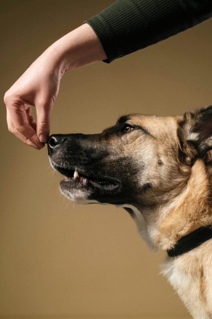 hand on a dog snout in context of four stages of dog training