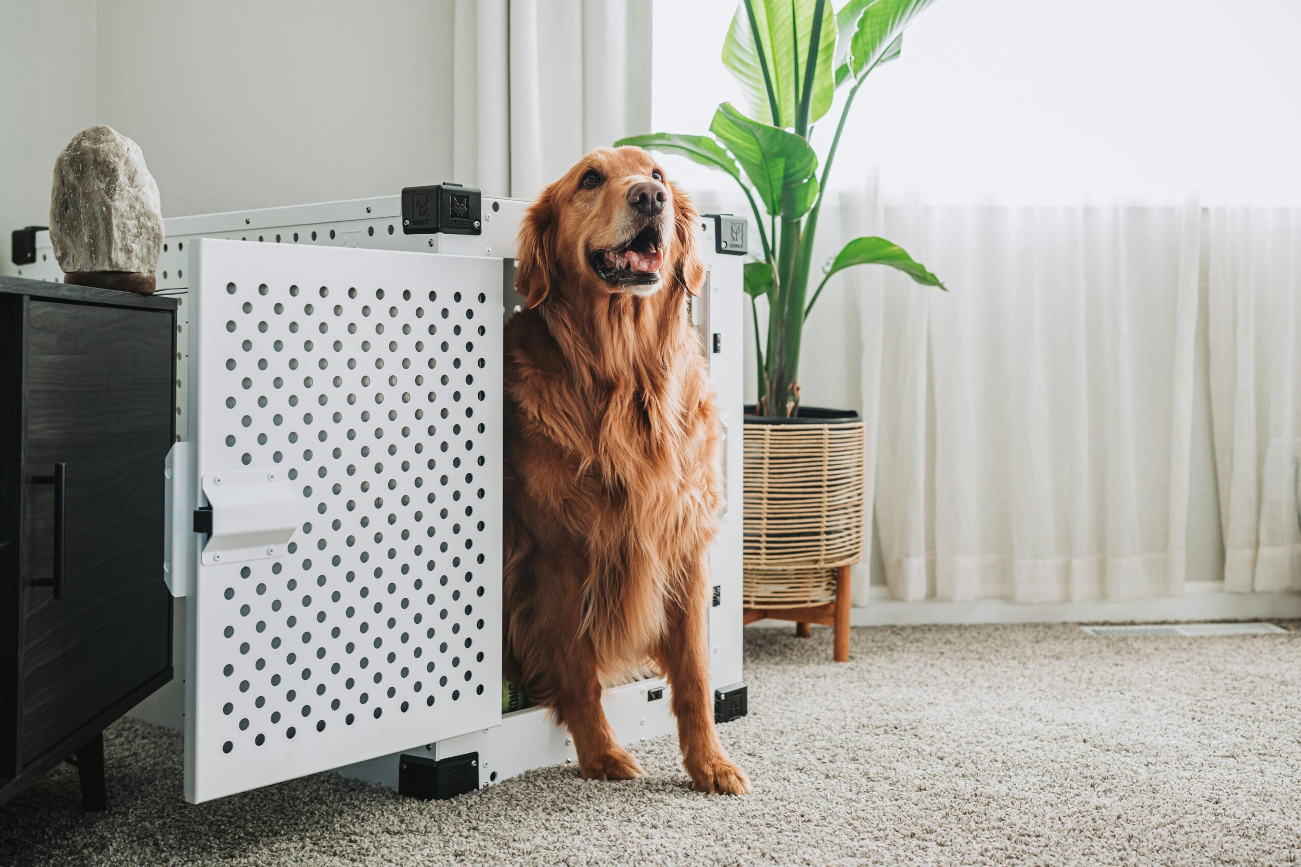 A Golden Retriever relaxing in a durable crate