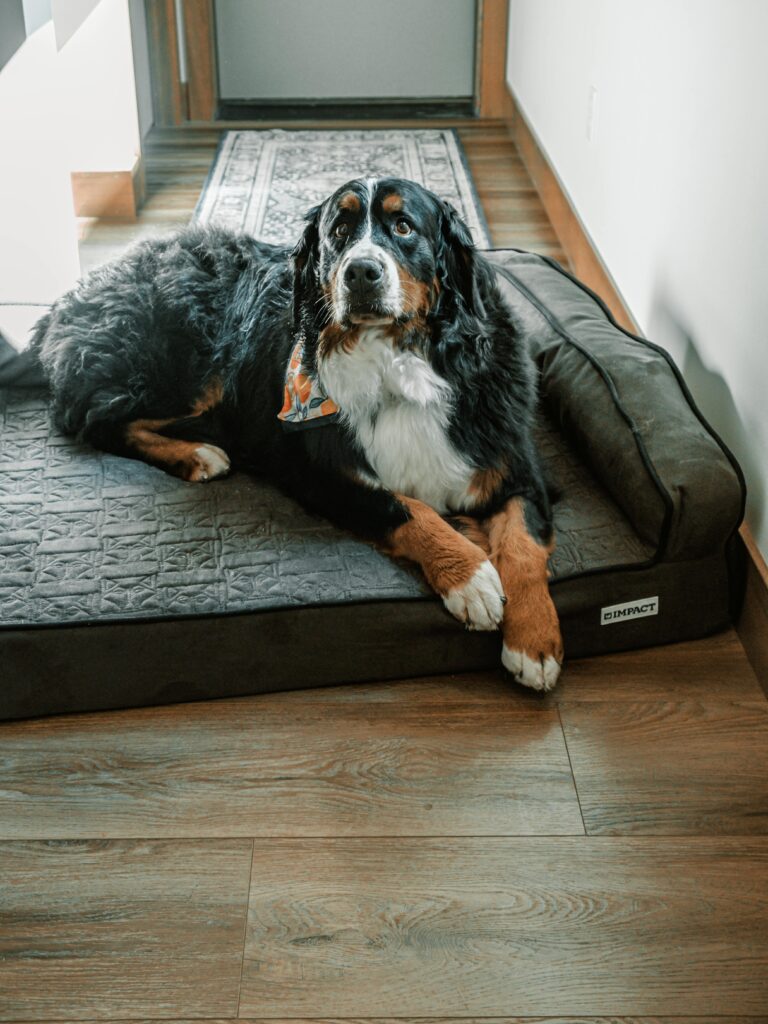 Old Bernese mountain dog relaxing on a indoor pet bed