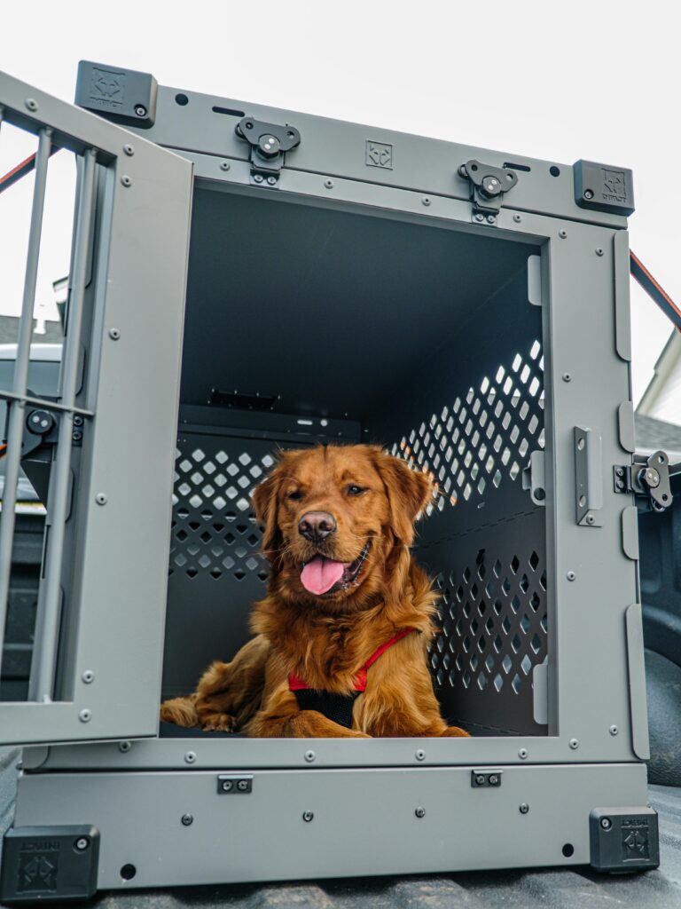 Safe and secure Golden Retriever in a durable crate