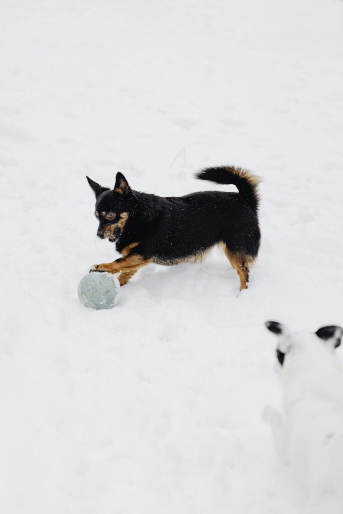Two dogs playing in snow with a ball