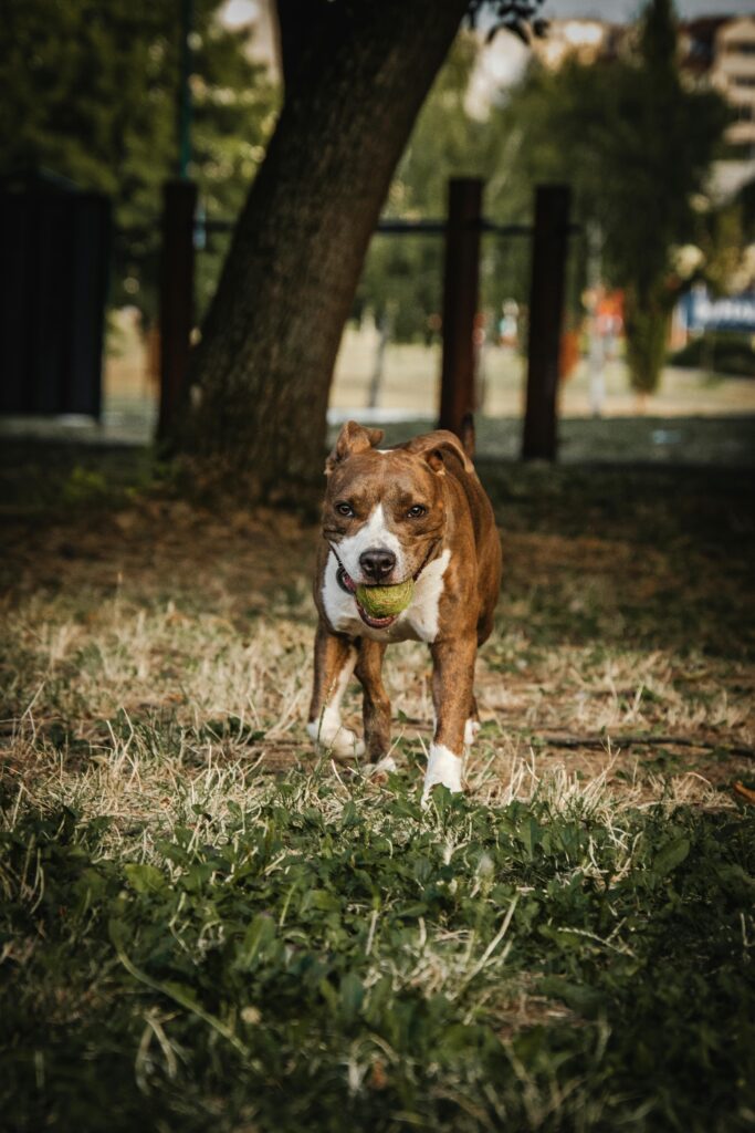 Pit Bull Terrier running with ball in park