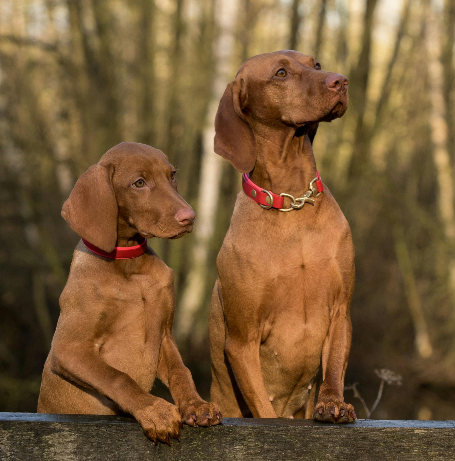 2 vizsla dogs standing on brown wood plank representing the four stages of dog training - acquisition, fluency, generalization, and maintenance.