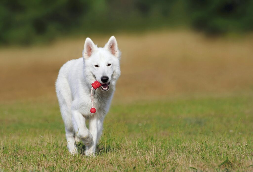White dog running over green grass