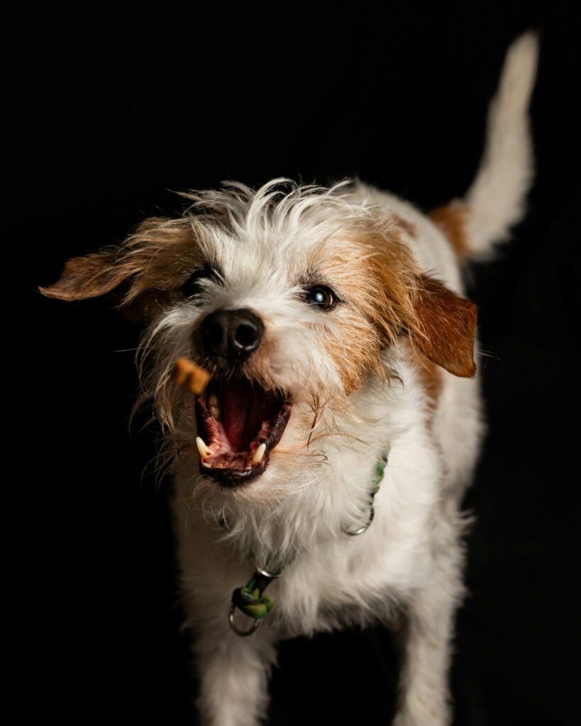 Cute Terrier Dog catching a treat in mid air