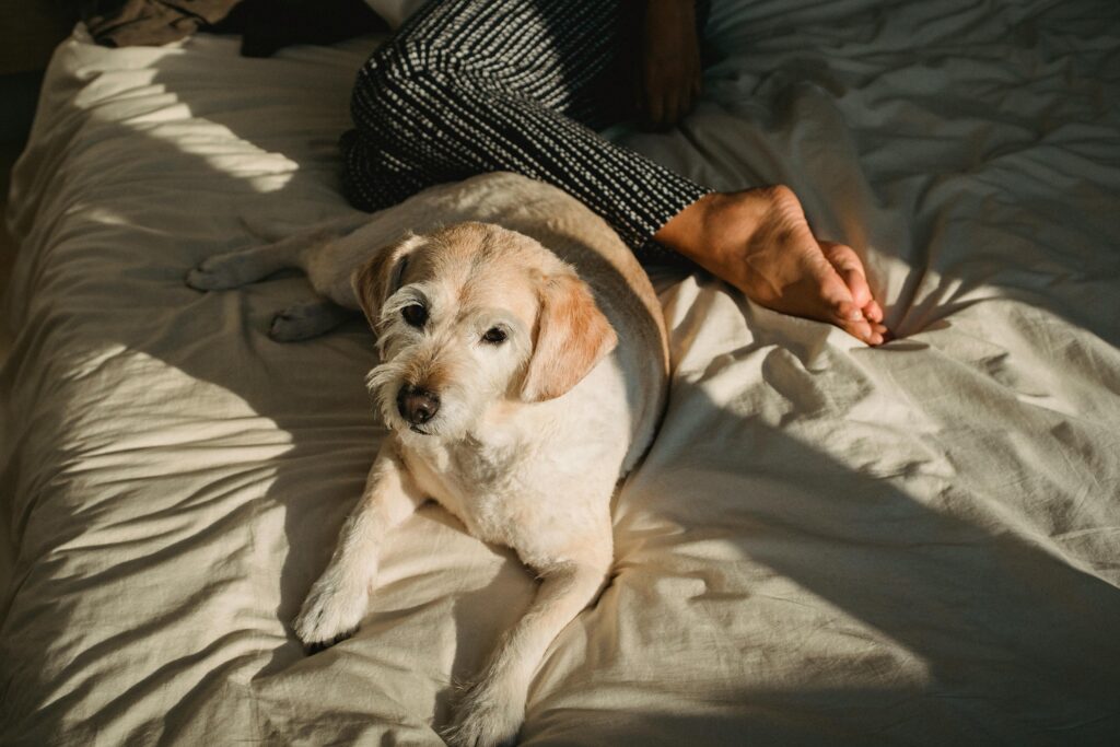 dog sitting near anonymous woman lying in bed