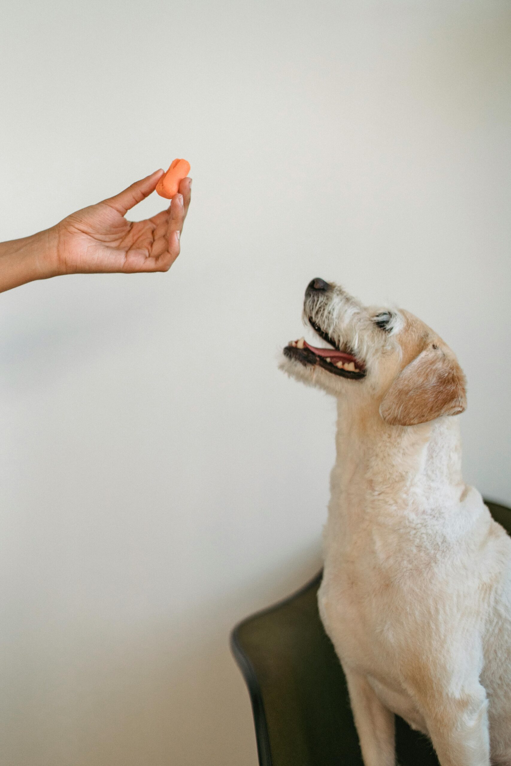 person feeding funny , cute, and obedient dog during positive reinforcement dog training