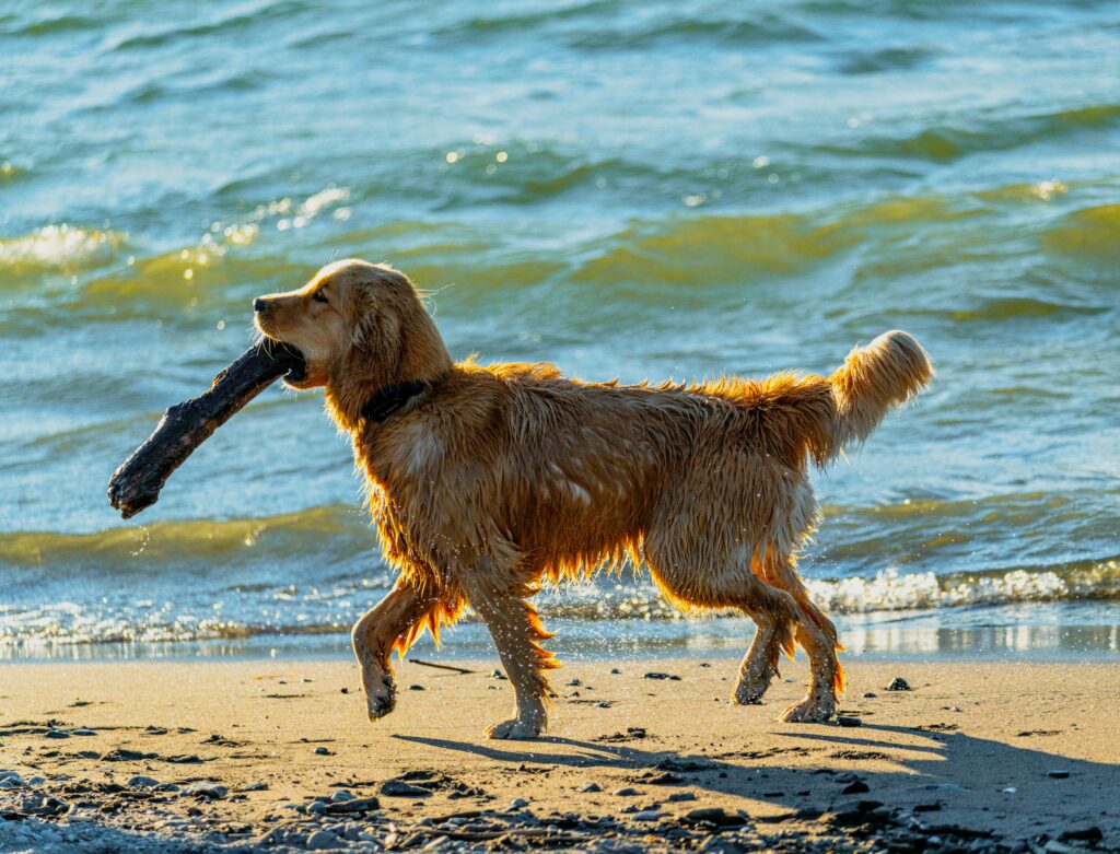 A Golden Retriever with wooden stick in his mouth walking on the shore presenting how to teach a puppy to play fetch 