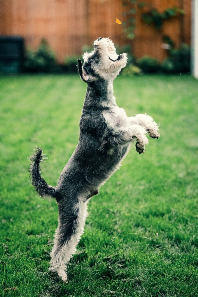 black and white dog on grass field taking treat
