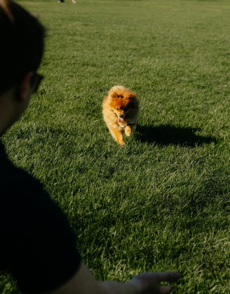 Playful Pomeranian bounding across sunny lawn 