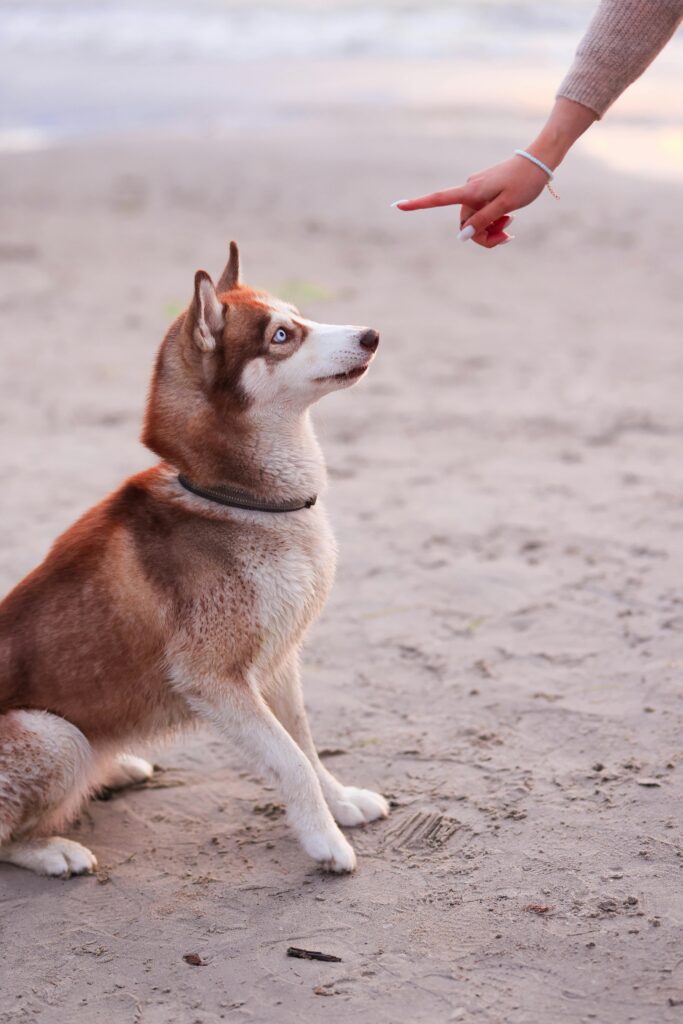 A person talking to dog outdoors
