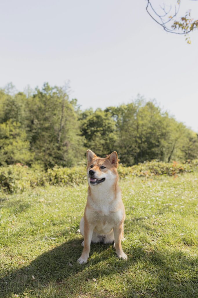 Brown and white short coated dog sitting on green grass field.