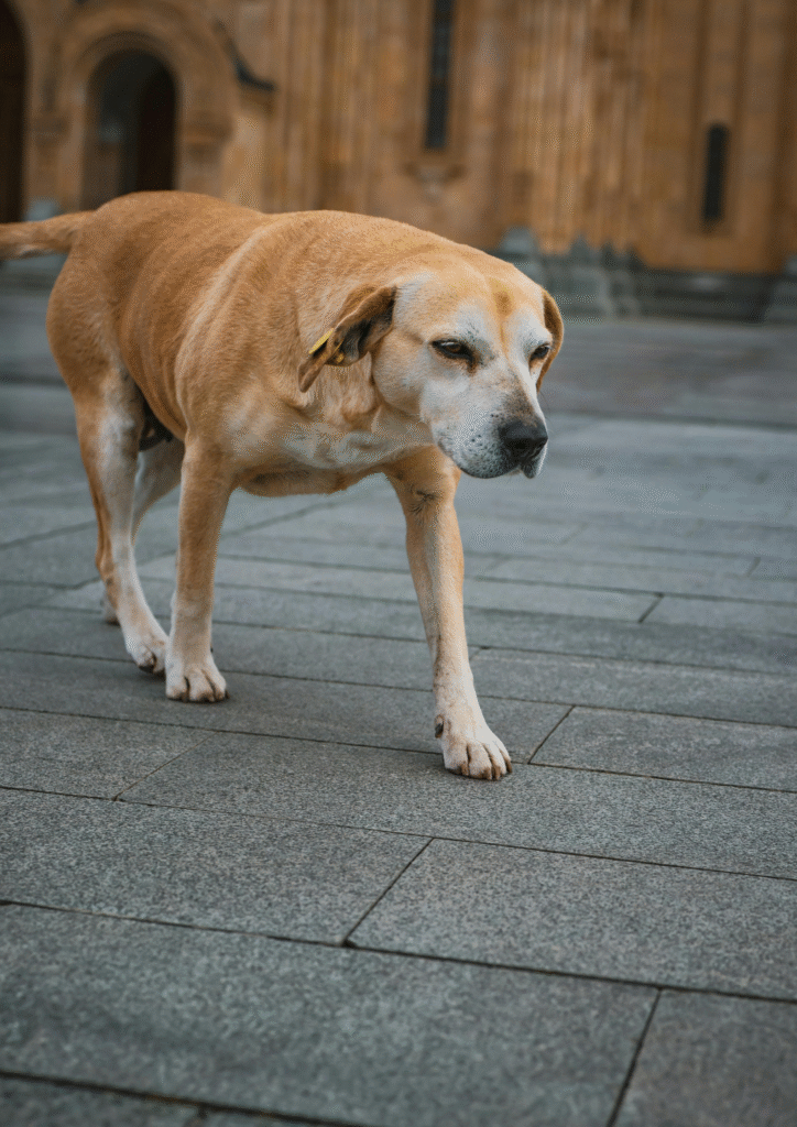 An alone Labrador walking on streets.