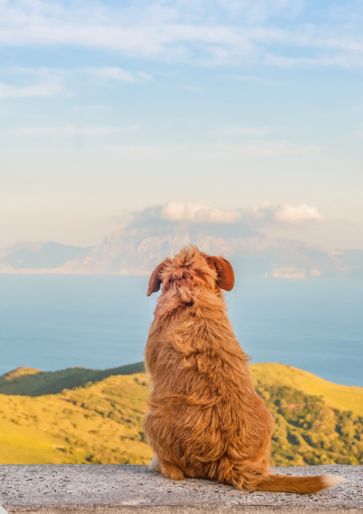 A Brown dog sitting lonely posing backside