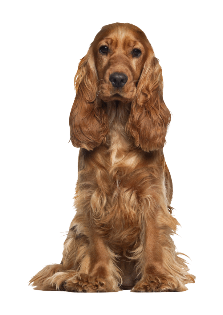 A Cocker Spaniel posing straight for the camera