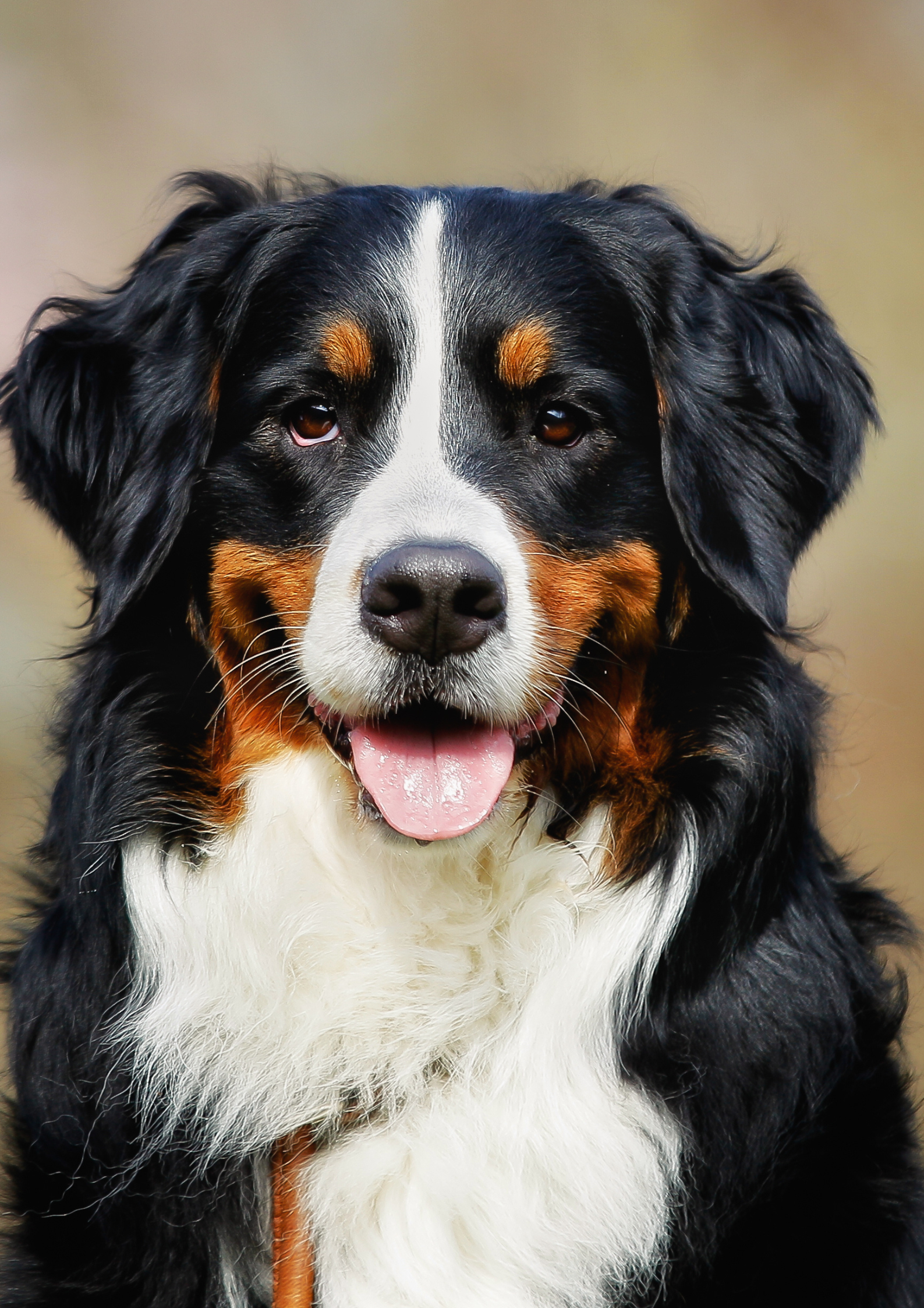 A black and brown dog posing alone, reflecting the idea that the dog is a loner
