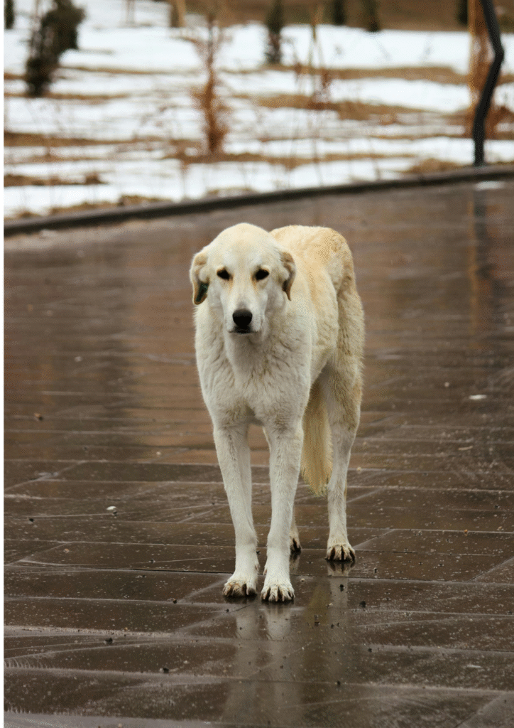 A cream-colored dog standing alone near sea, highlighting the feeling that the dog is a loner 