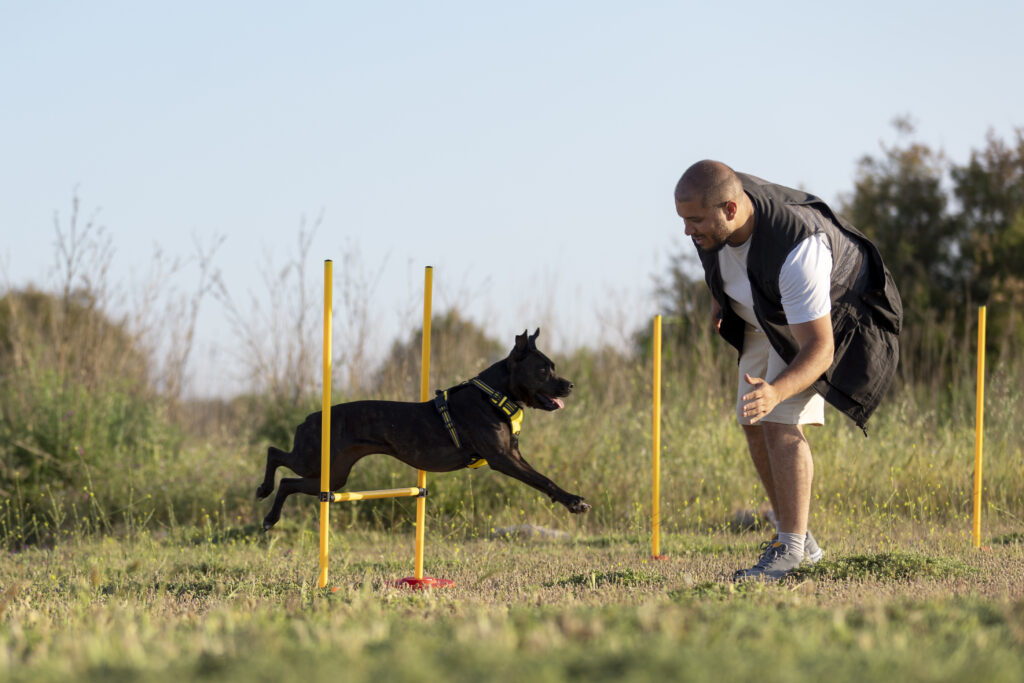 dog-trainer-teaching-dog-run-though-obstacles