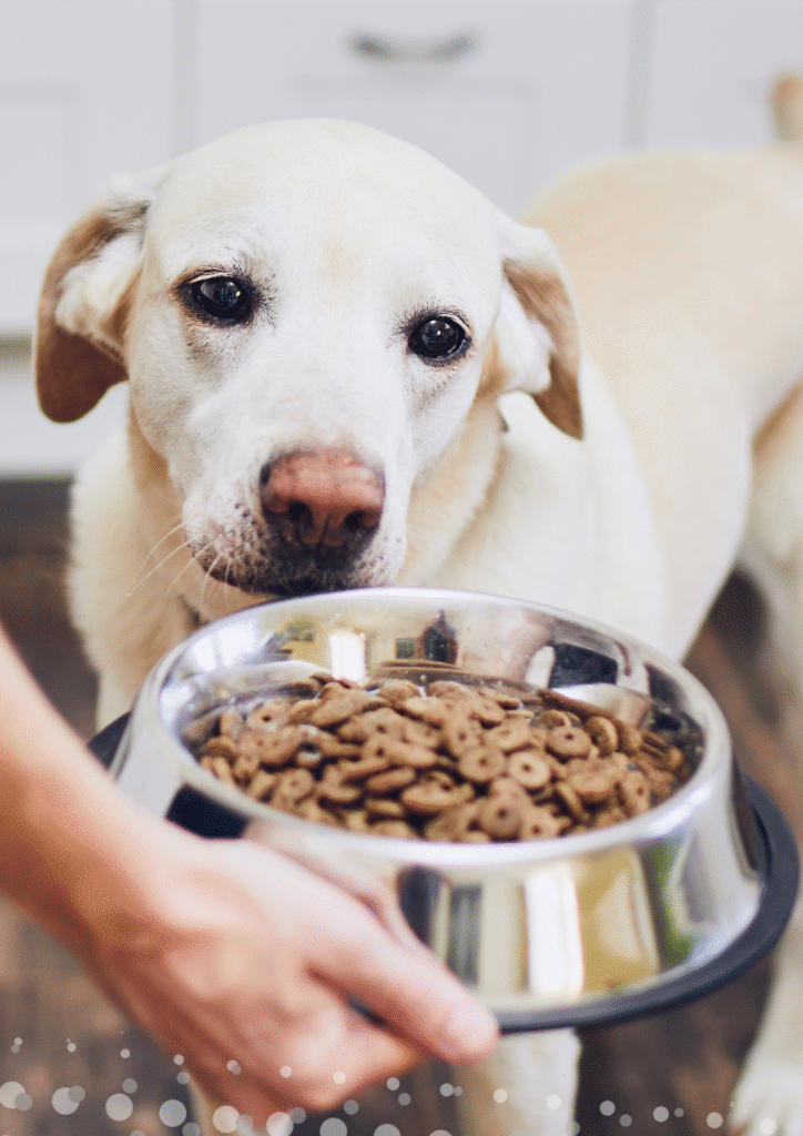 A Labrador watching dry kibble in a bowl presenting dry vs. wet dog food