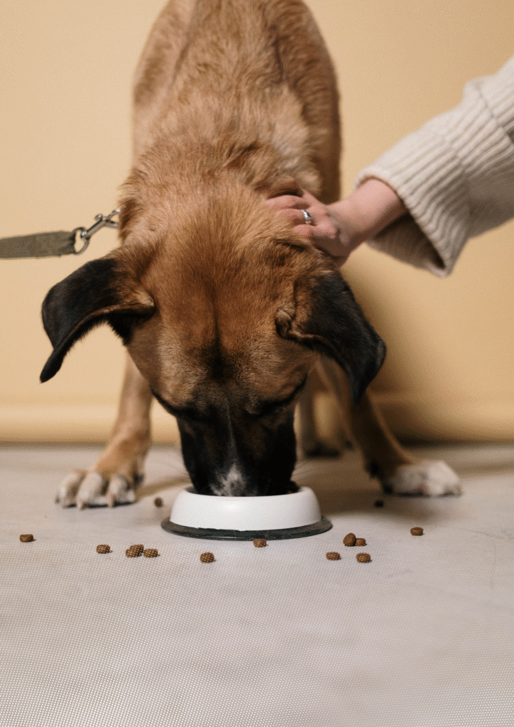 Dog eating dog food in a bowl.