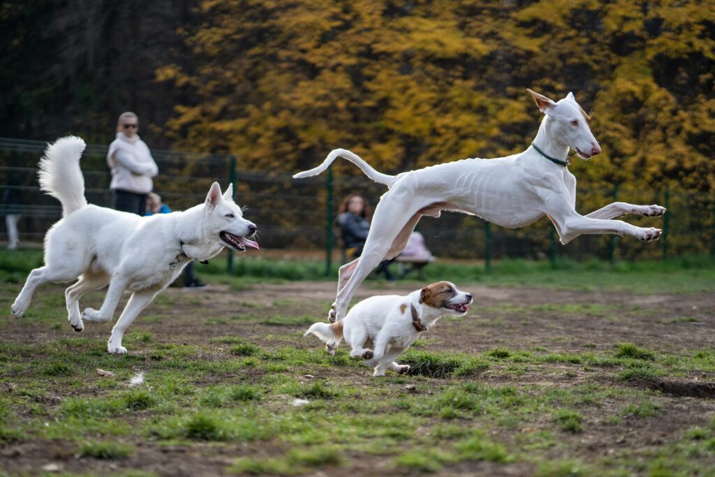A group of dog playing with a frisbee in a field