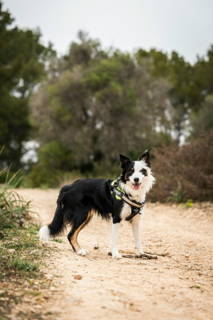 A black and white dog standing on a dirt road