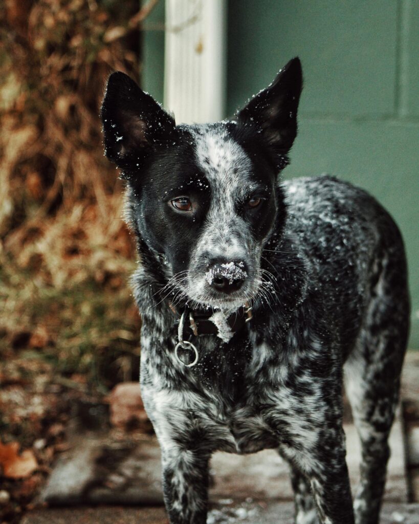 australian cattle dog with snow on its snout symbolizing the importance of a balanced cattle dog diet for energy and health