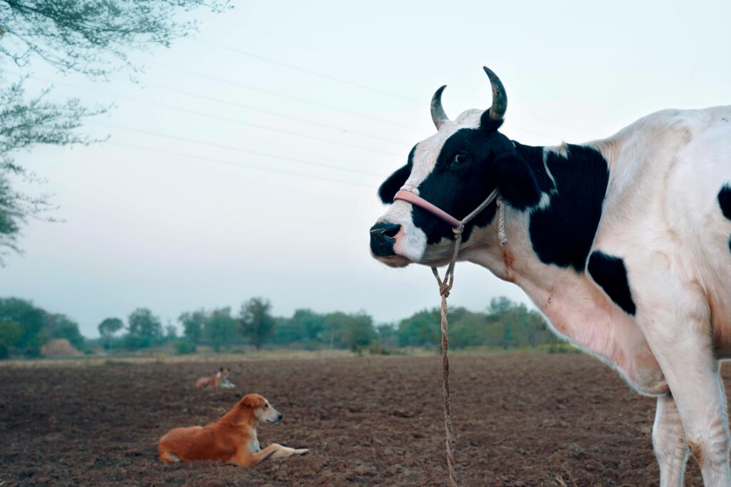 Rural scene with cow and dog in field at dusk