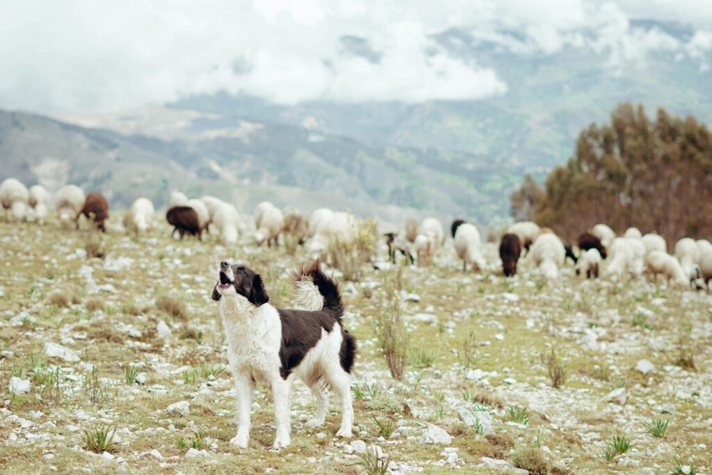 Dog howling grazing sheep on pasture