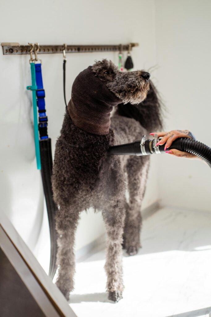 Photo of blow drying a dog 