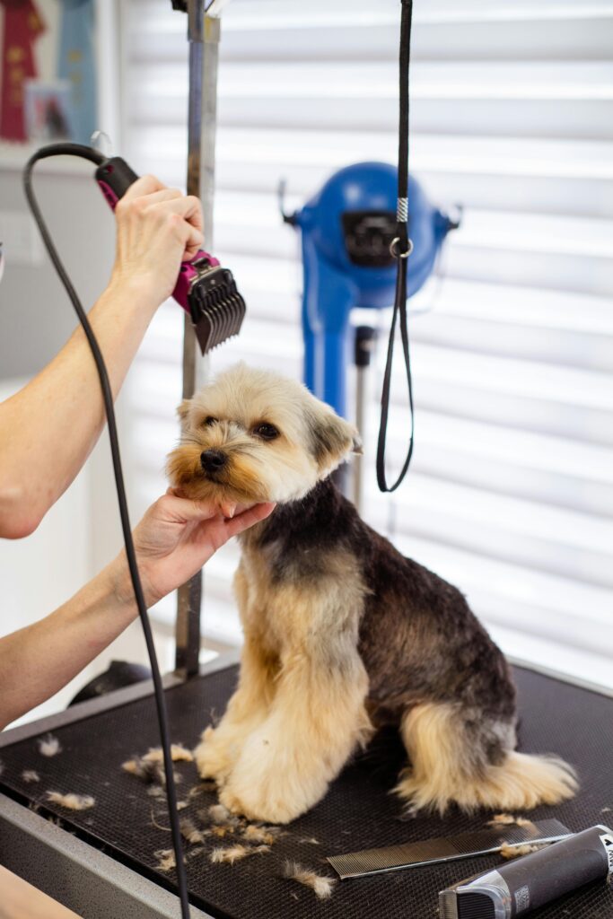 A dog at a groomer.
