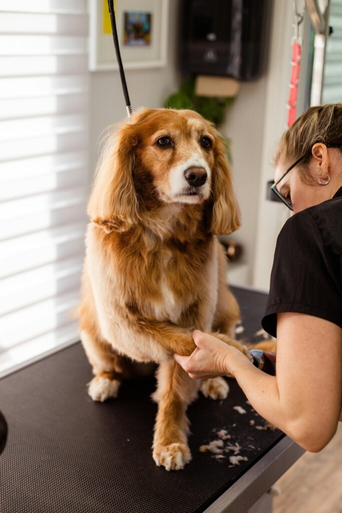 Woman trimming dog nails showing large dog grooming
