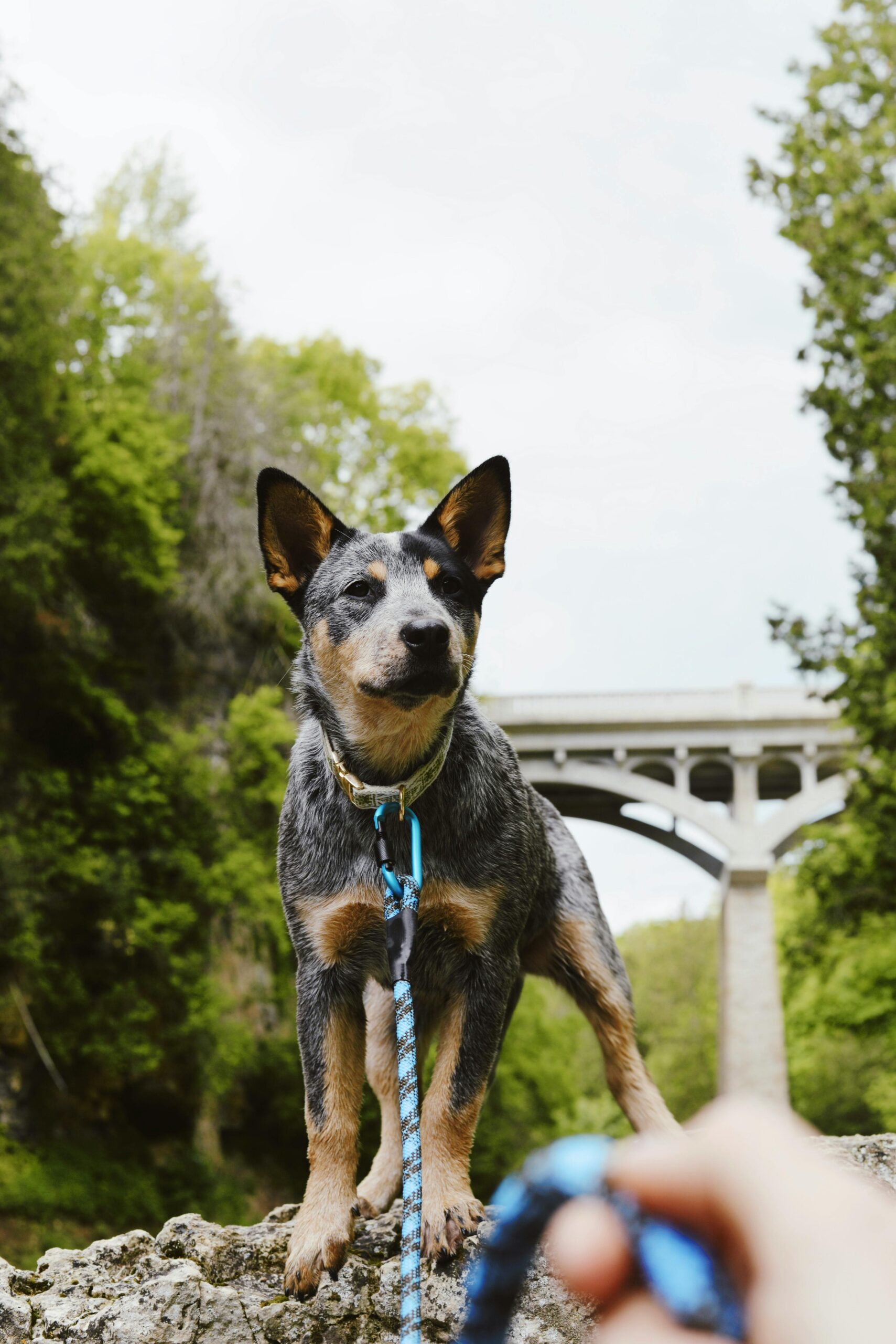 Healthy Dog Posing outdoors, showcasing the benefits of a balanced cattle dog diet.