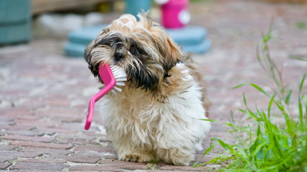 Adult brown and white Shih-Tzu holding brush in mouth.