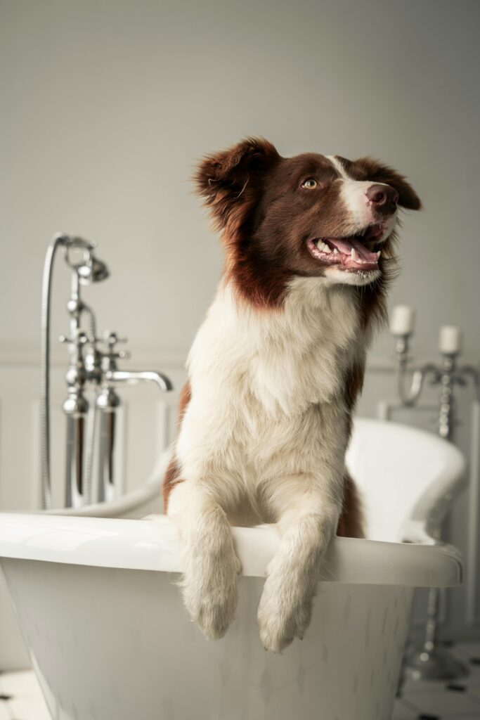 A Border Collie Dog in the bathtub.