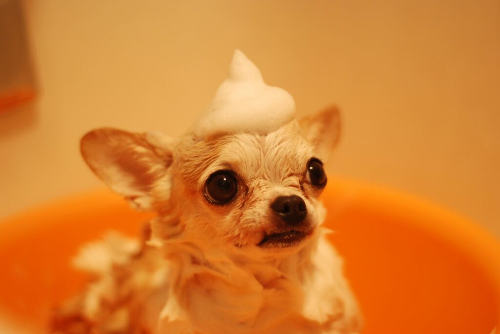Brown Chihuahua bathing to show the easiest way to groom a dog