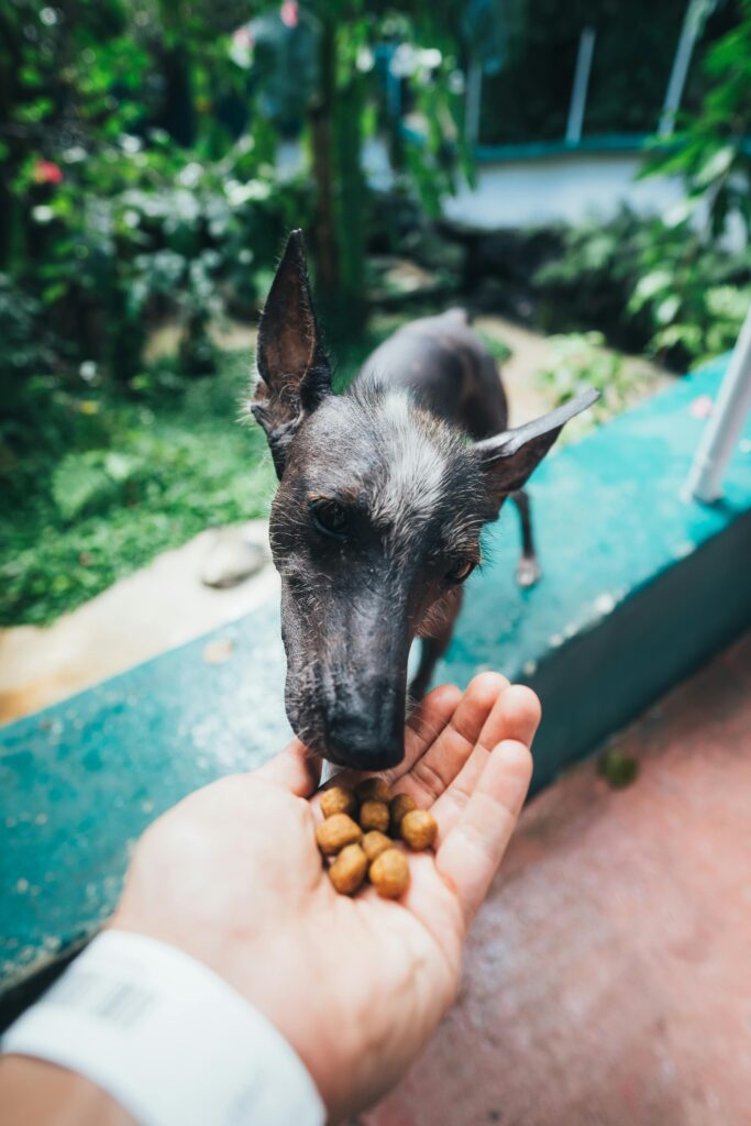 A Black Dog eating kibbles from owner's hand.