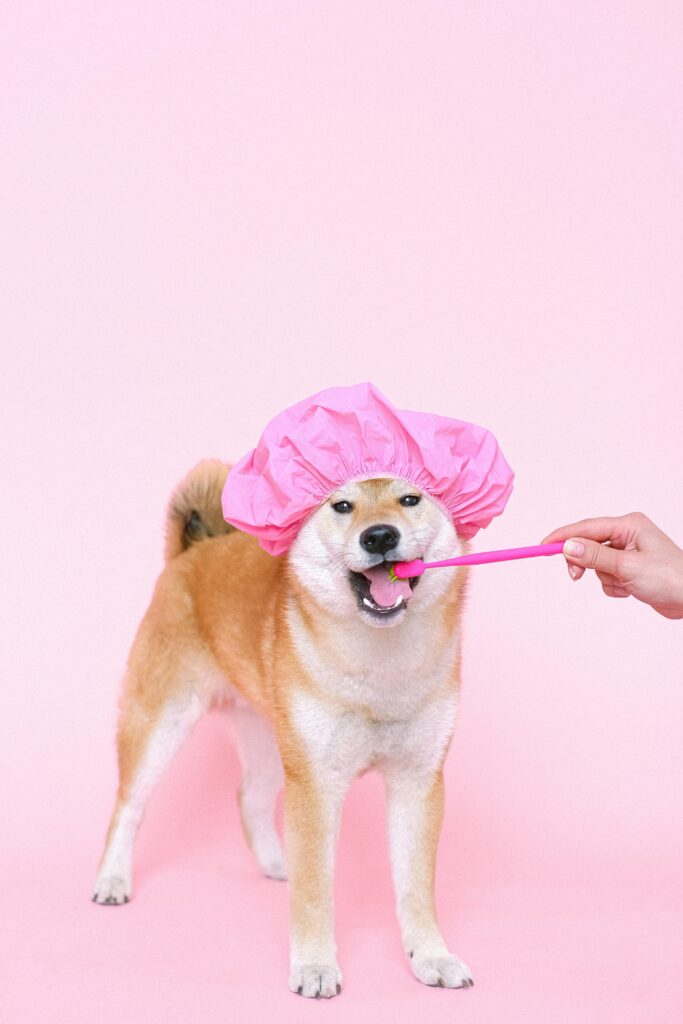 Brown short-coated dog wearing pink hair cap