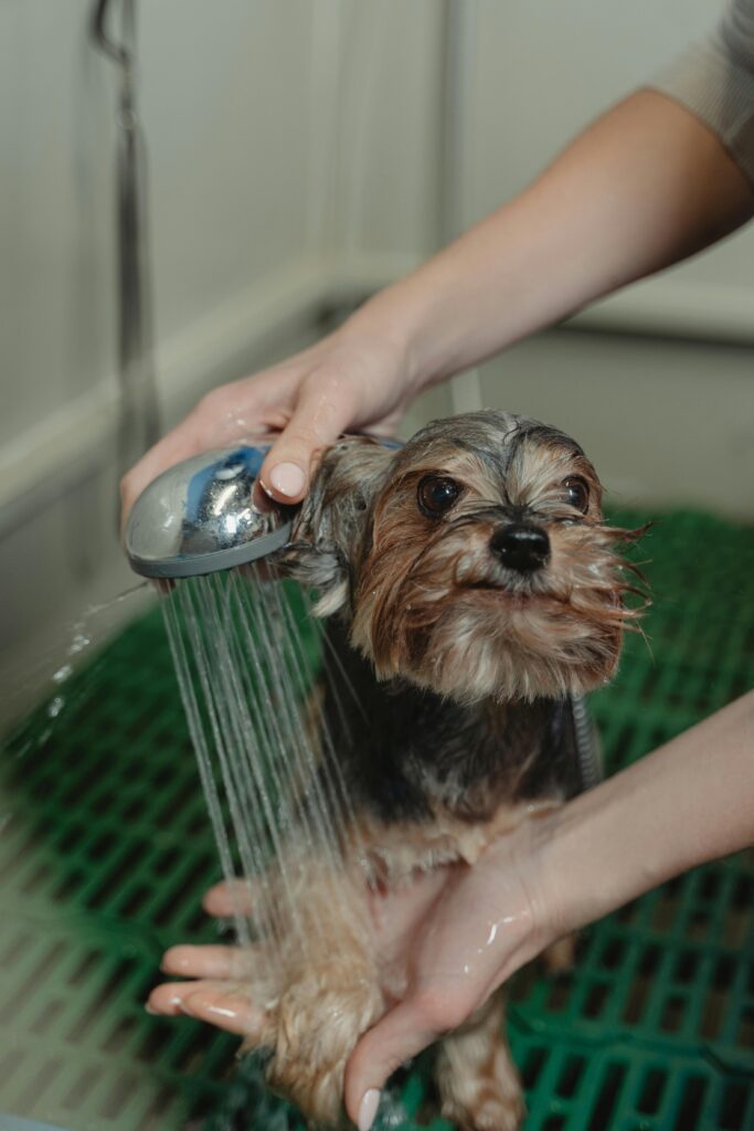 Close up photo of bathing a dog.