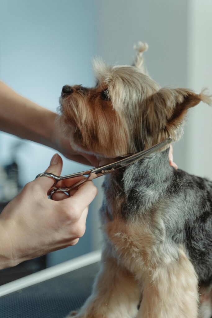 Person grooming hair of yorkshire terrier.