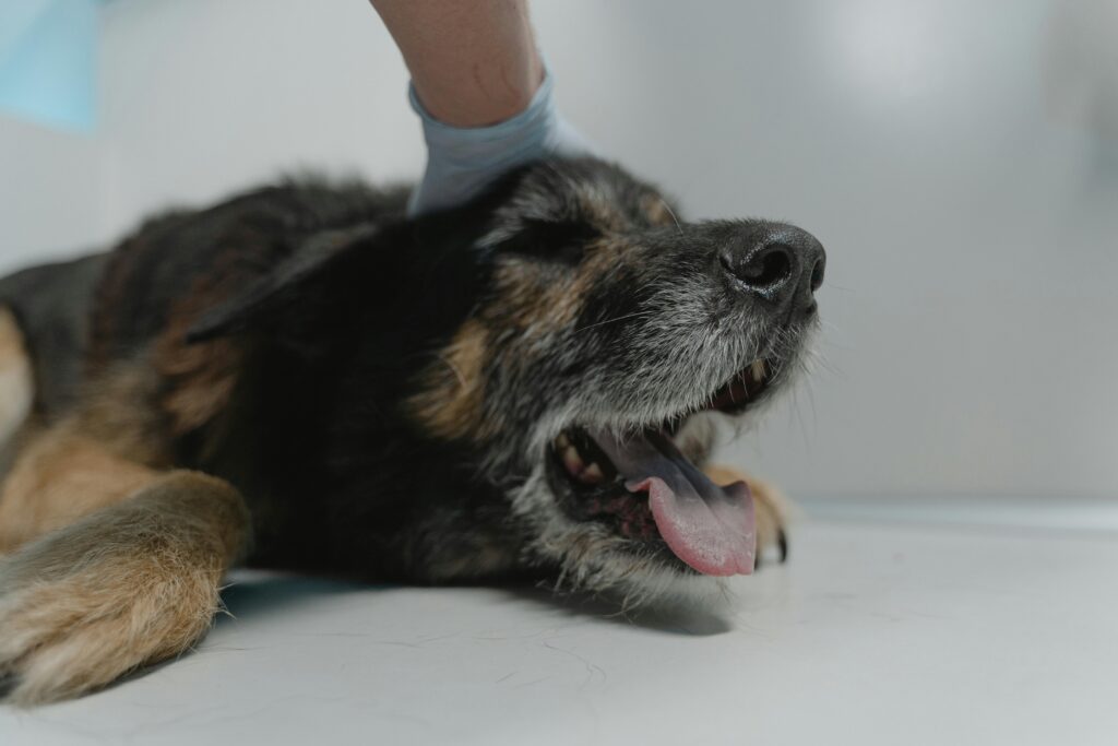 Close up photo of a dog.