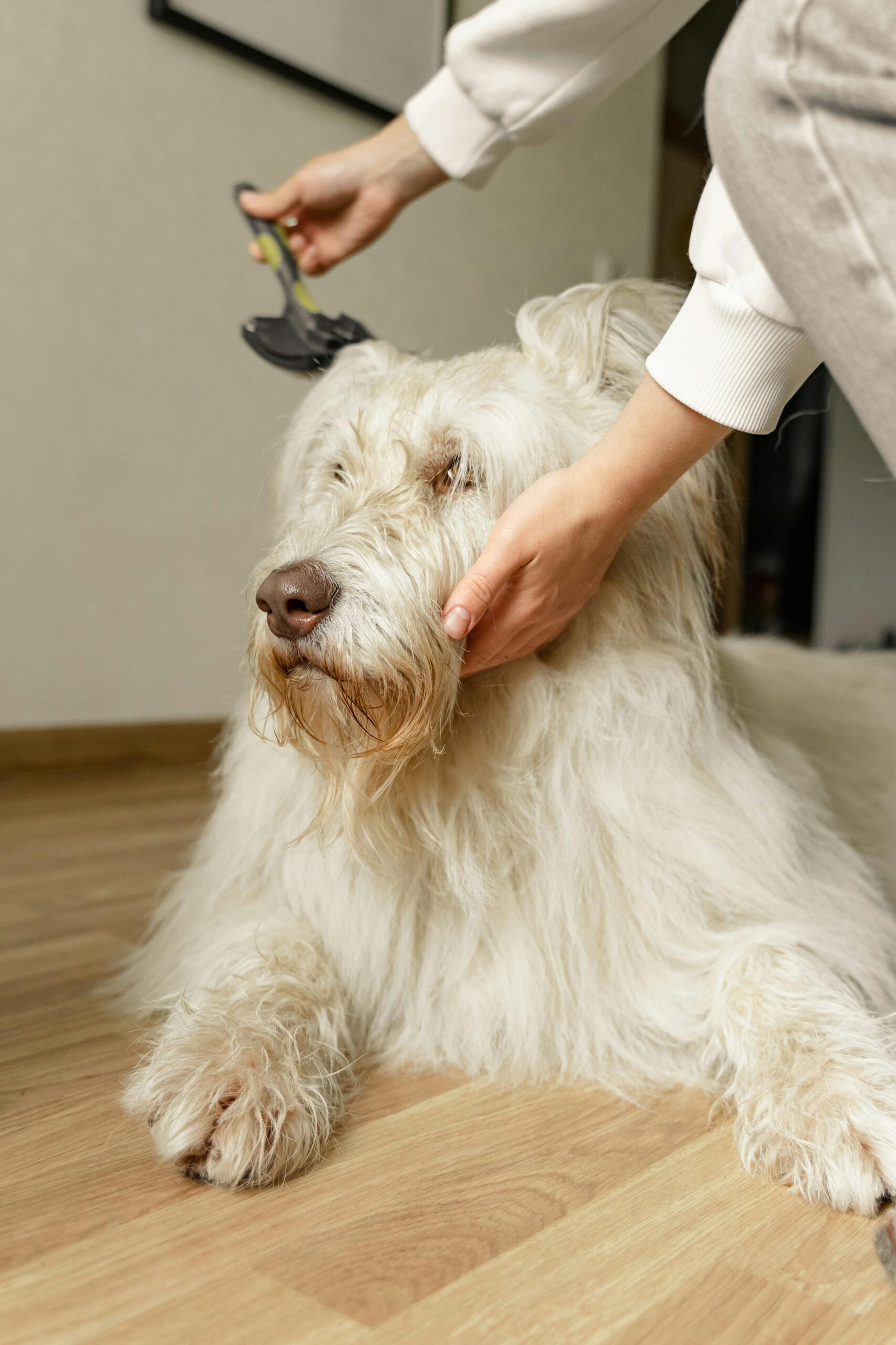 A person grooming a dog showing The Easiest way to groom a dog with comfort and care.
