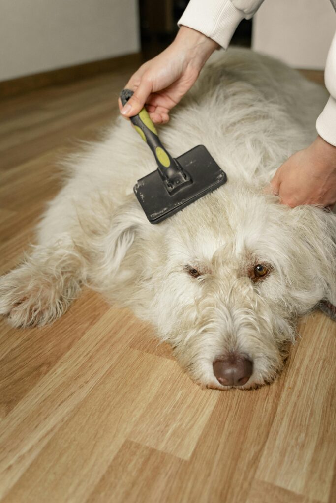 Person brushing a dog's fur