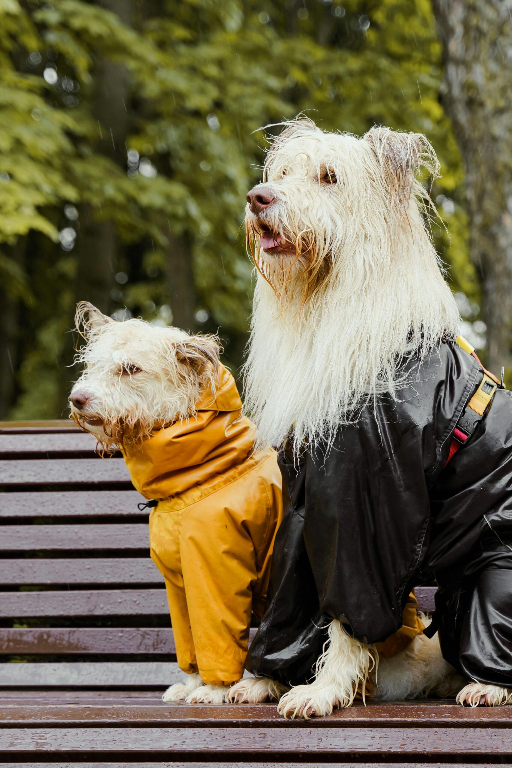 Large dog grooming session - White long coated dogs sitting on a wooden bench with messy fur.